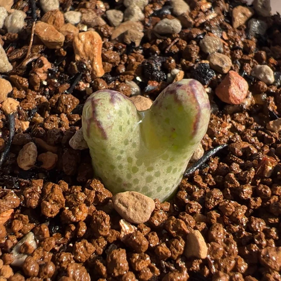 852多肉植物百科