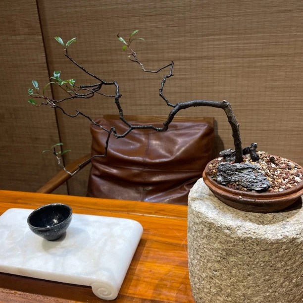 海岛春花盆景，盆景可放室内可放户外