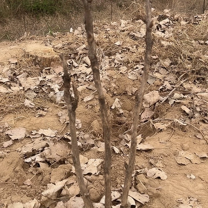 梦***星完全开放魏紫多枝条