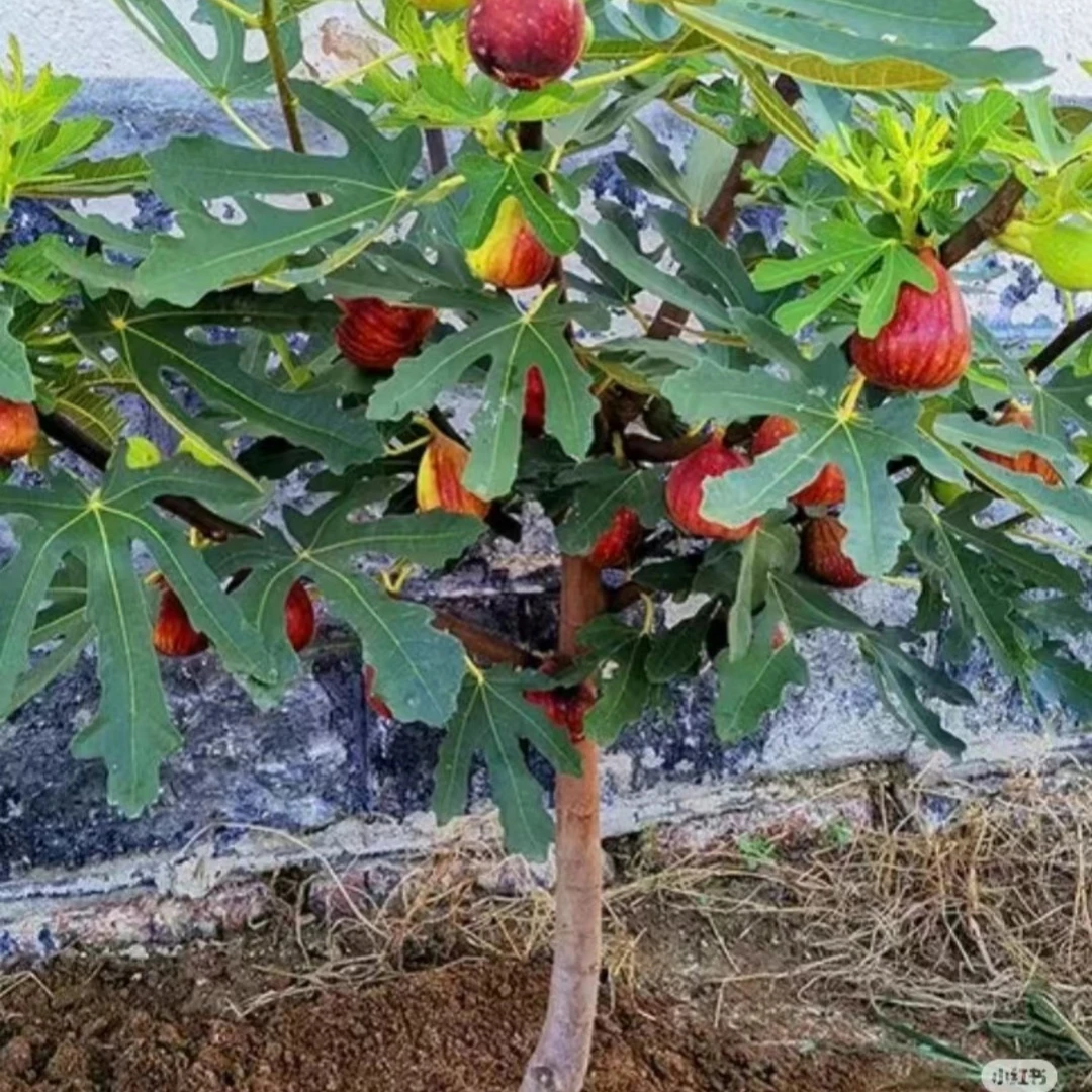 无花果树果苗特大果盆栽树苗南方北方矮化老桩波姬红庭院四季果树