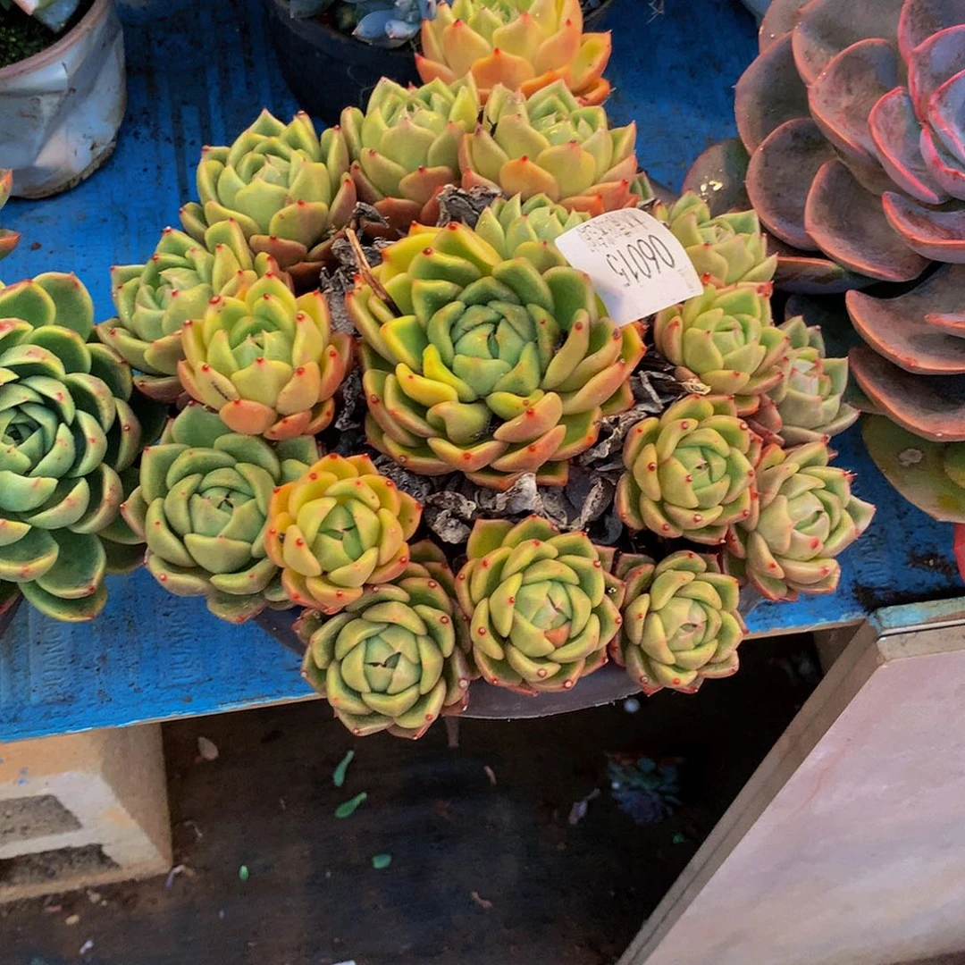 温***范   白玫瑰多肉06015