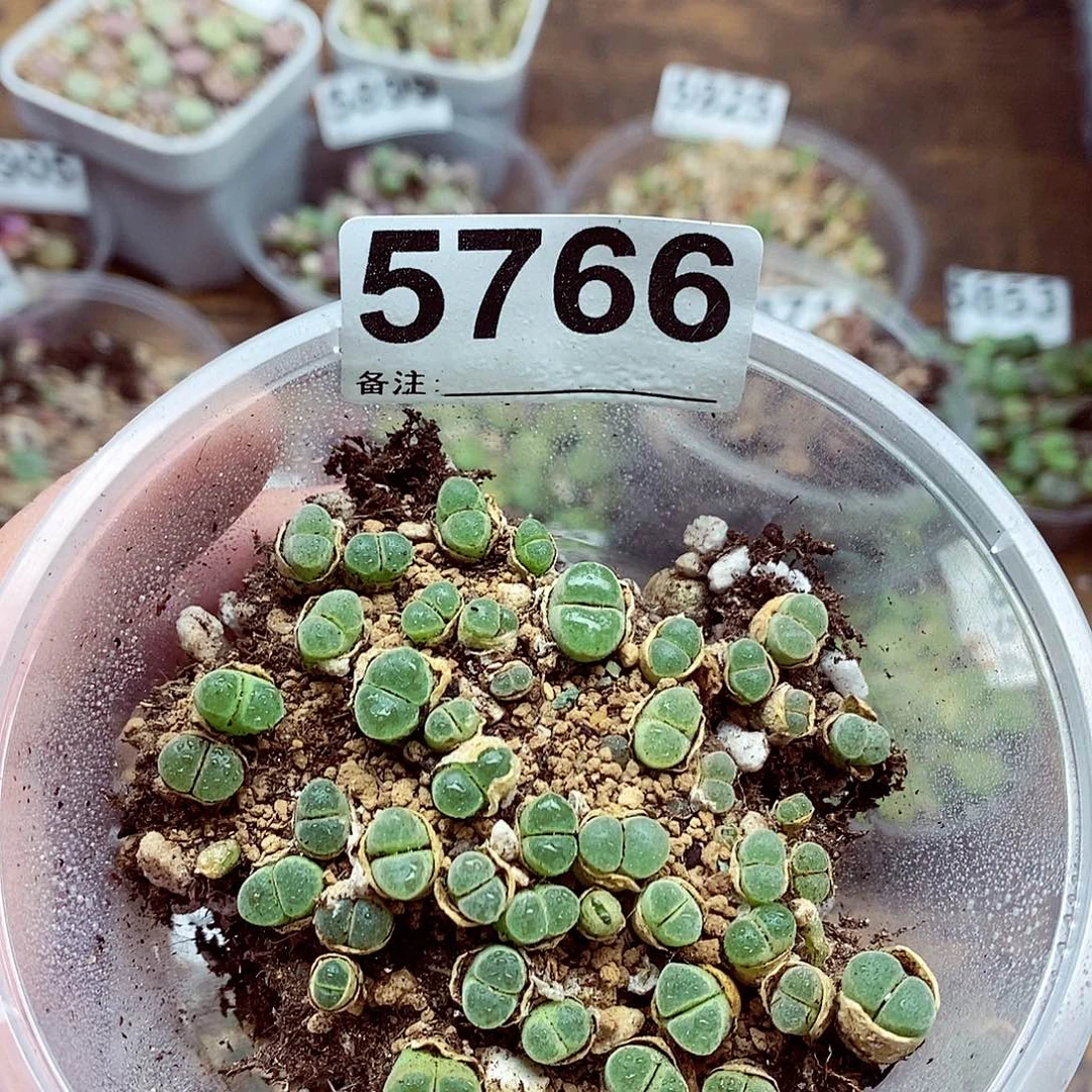 5766极窗风铃啦啊啦
