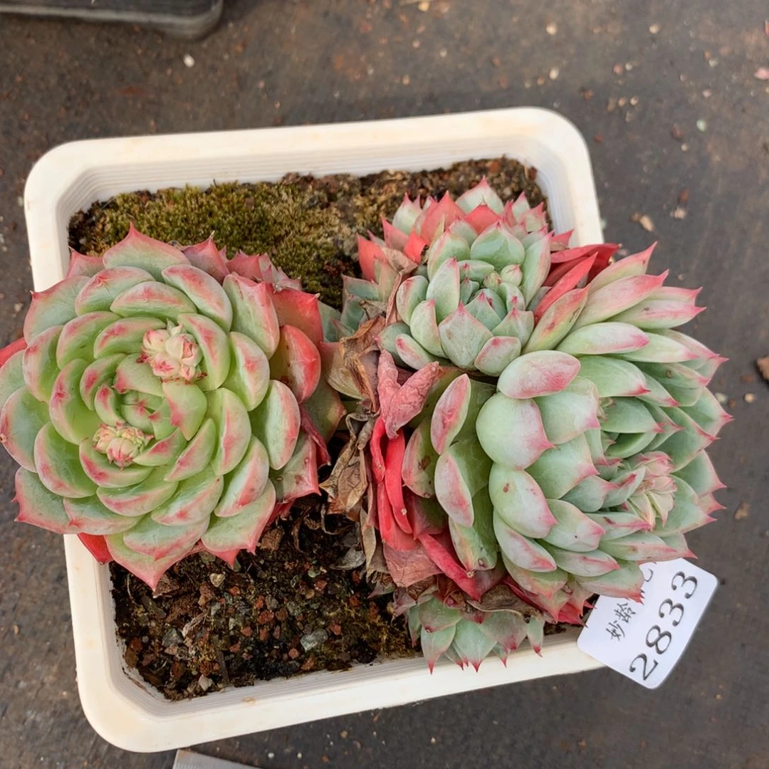 2836杂交精品基地15厘米