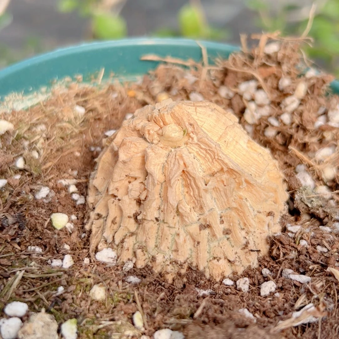 实生 龟甲罗摩块根5.5厘米