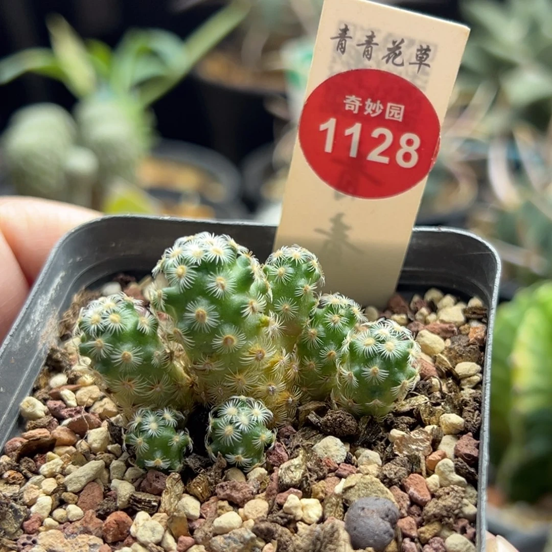七头沙煲尤群一棵仙人球