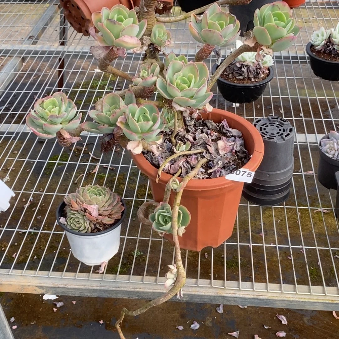 6075碧桃老桩一物一拍