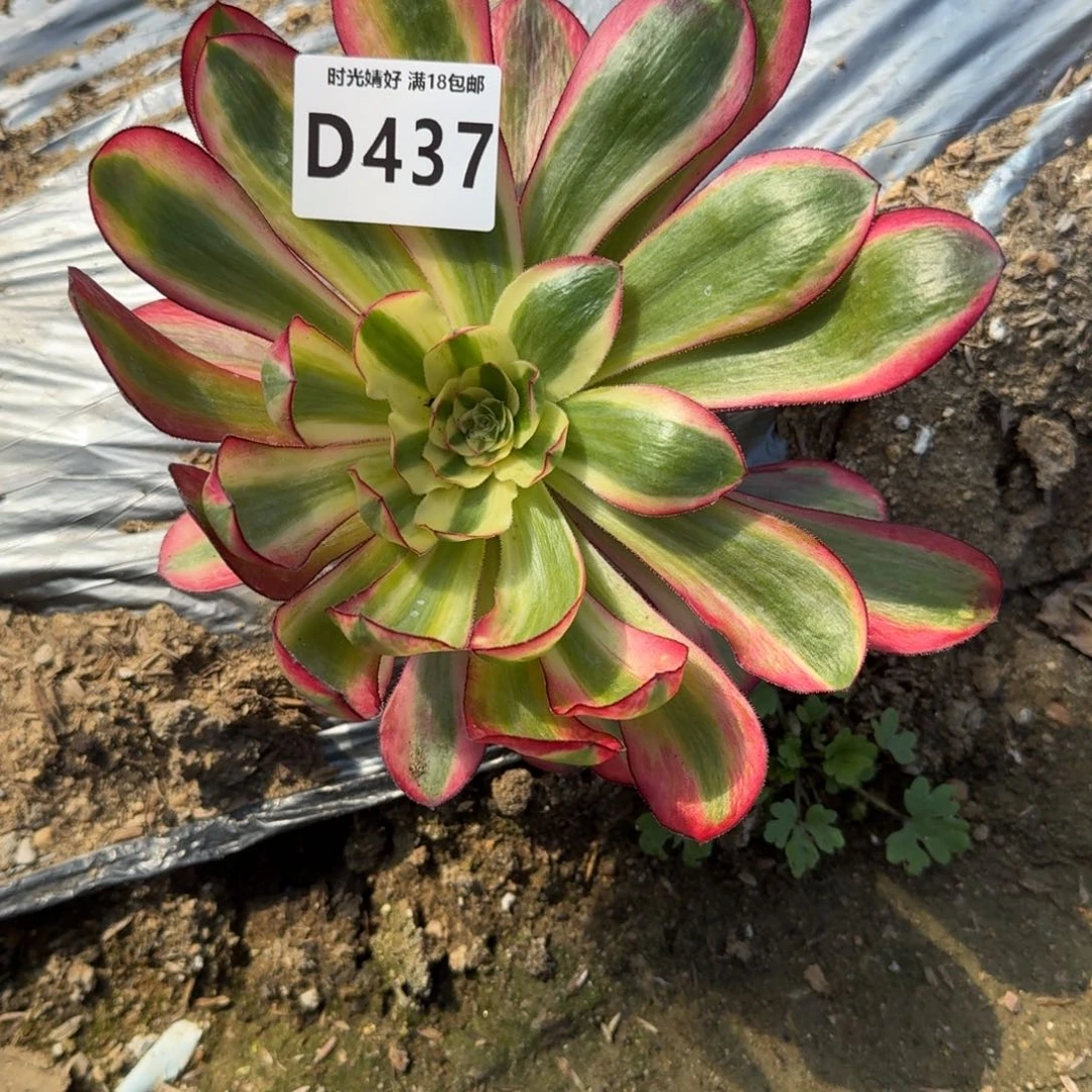 恃**骄437巫毒白寄养到秋