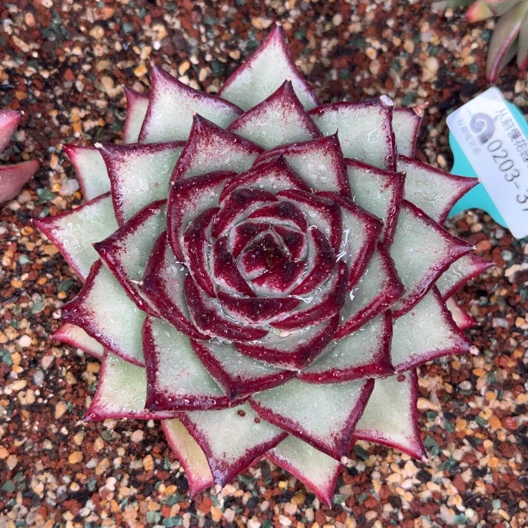 多肉一物一拍0203-378