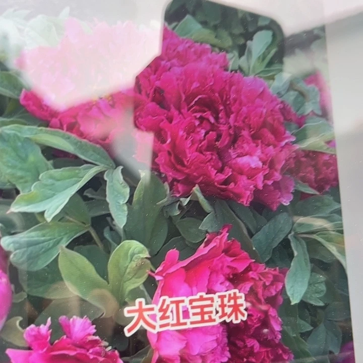 无花朵一物一拍9.9