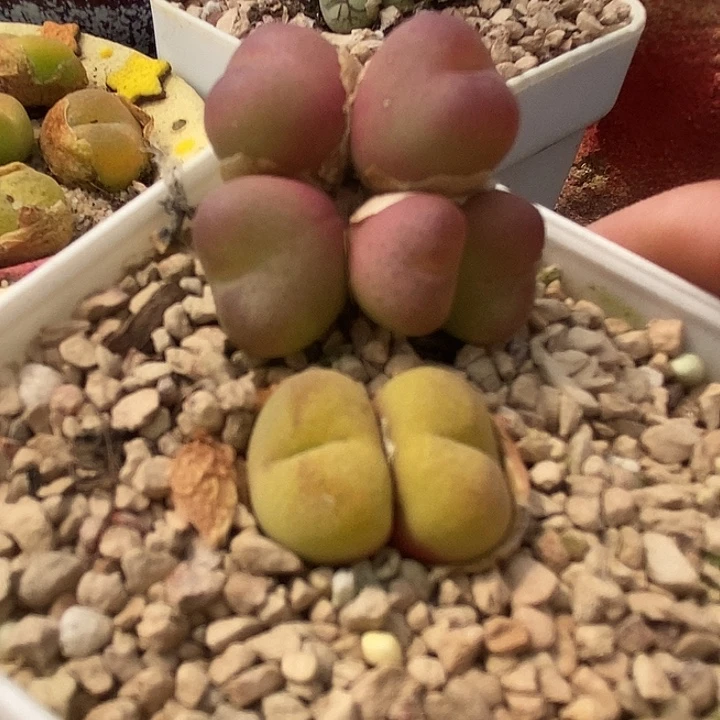 ?**璃27527一组