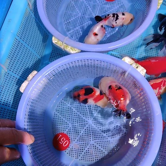 用***2金鱼051兰寿两只特价顺丰包邮