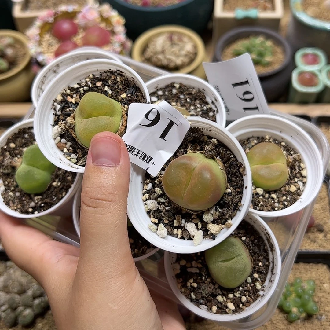 【闪购商品】薄*鱼打包自然161+162