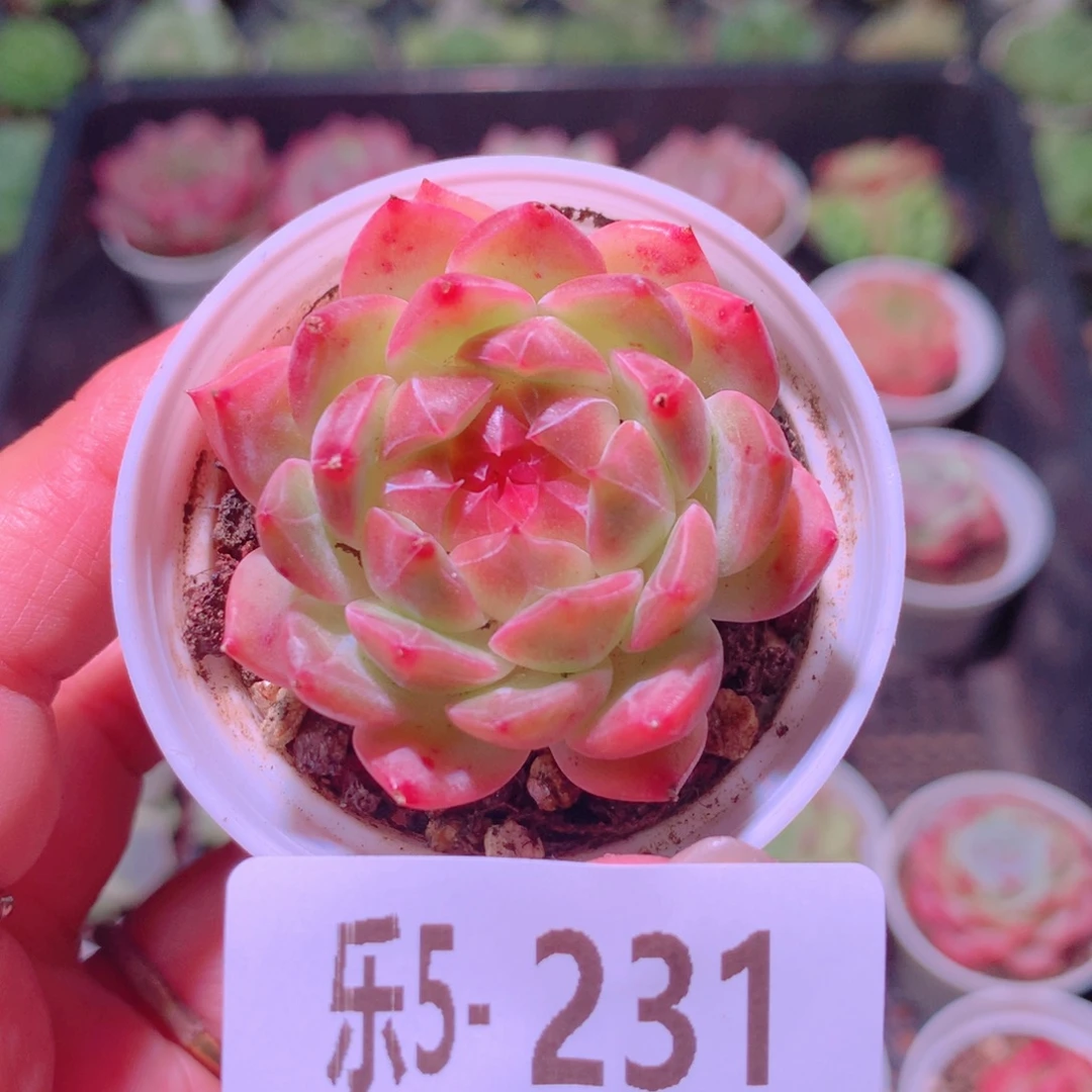 乐然5-231 新品单头