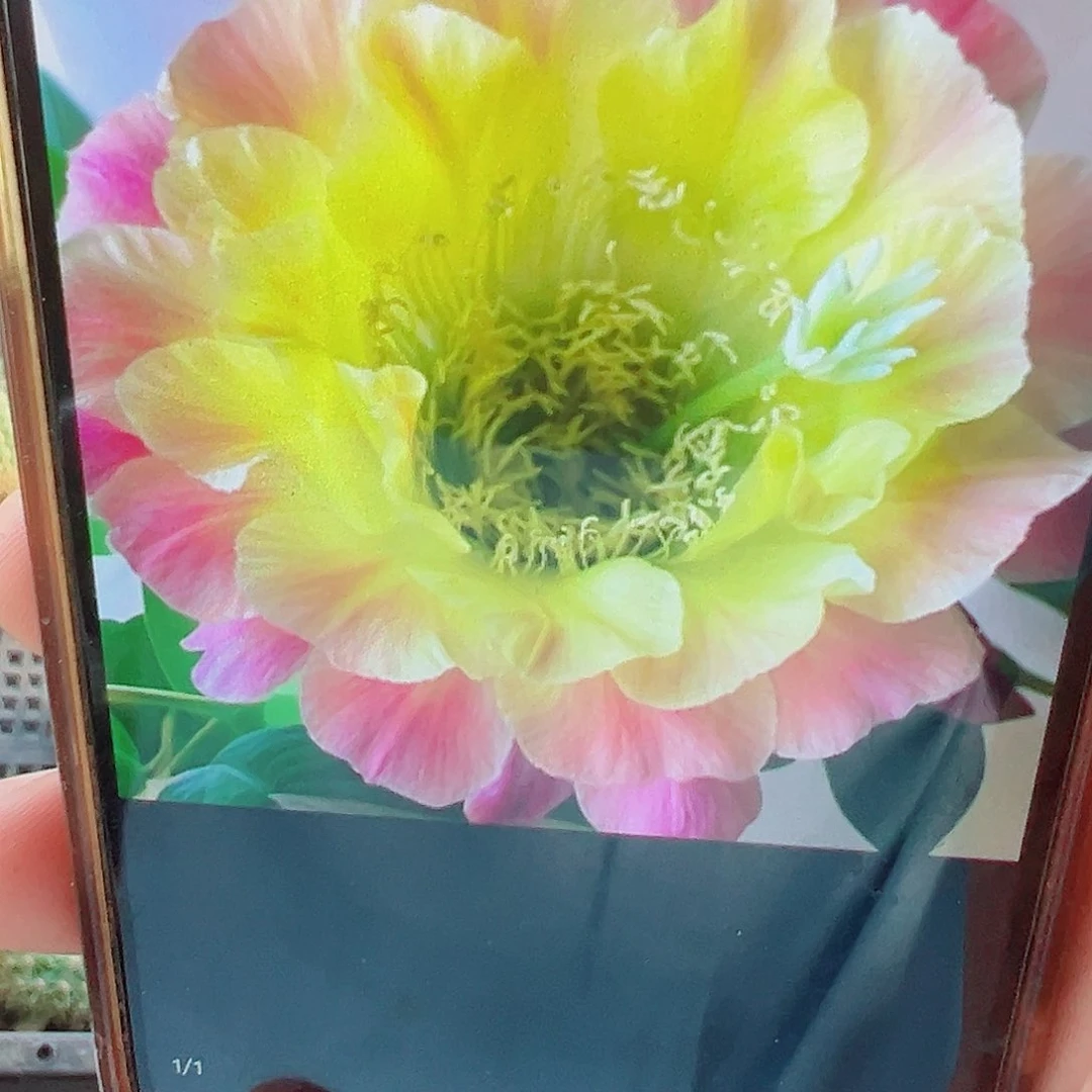 毛花柱大满贯 侧芽