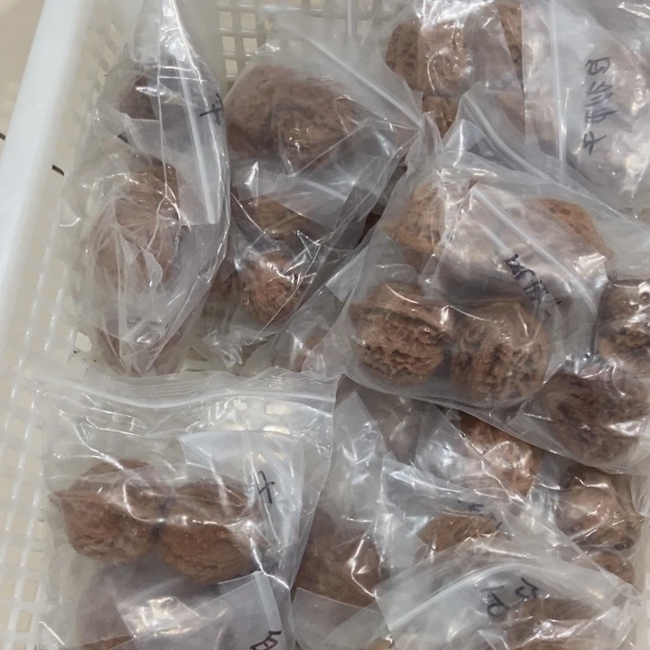 吊坠文玩核桃一单3对瑕疵