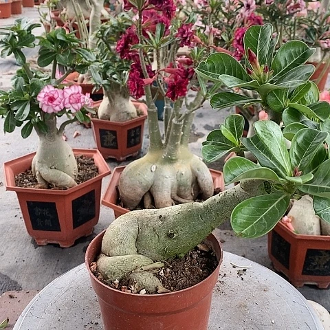 【闪购商品】无花朵心**/绿植