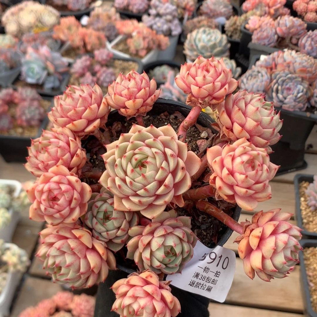 15厘米13头苯巴蒂斯 无砍 5910