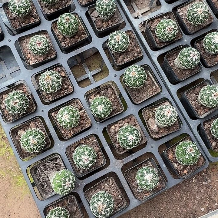 大刀岚随机一颗。