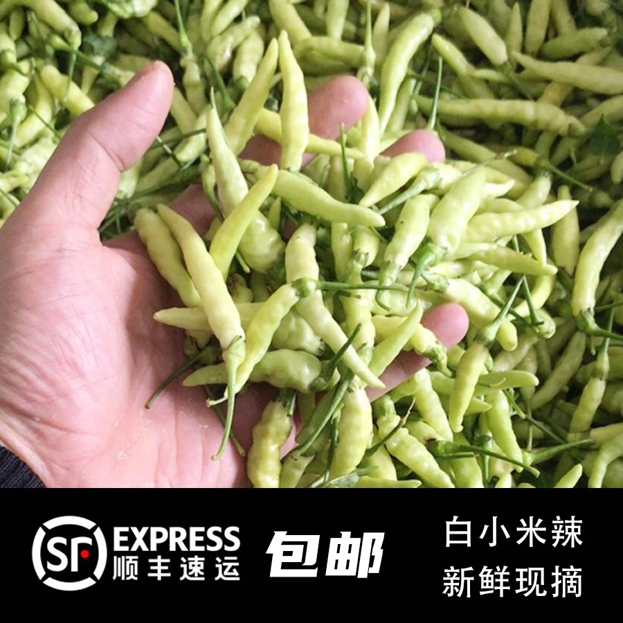 顺丰包邮云南孟定新鲜小米辣野山椒白米椒正宗特辣泡椒现摘现发