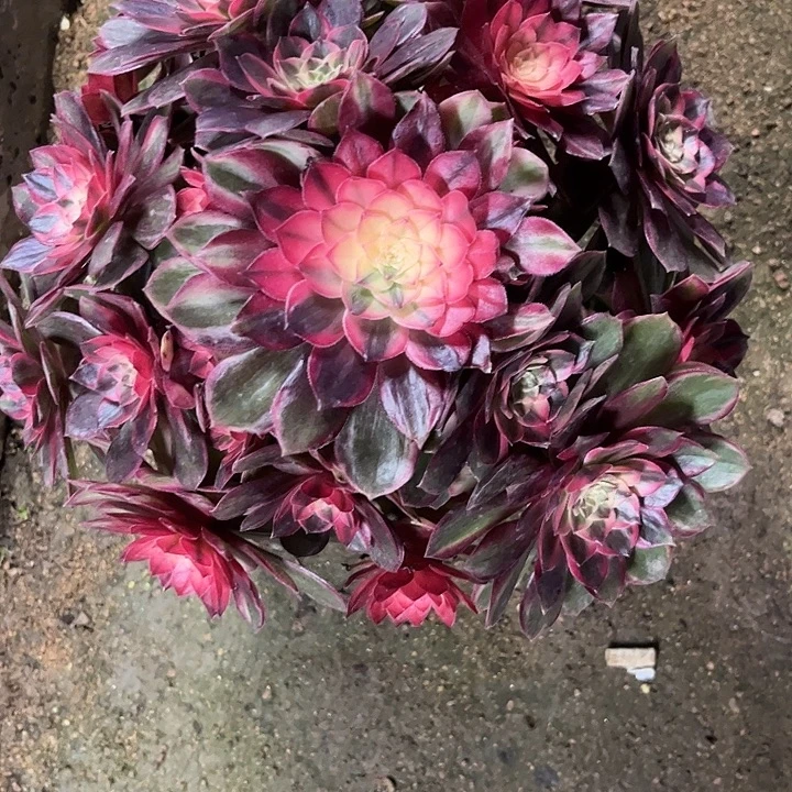 多肉植物黑膜锦…………