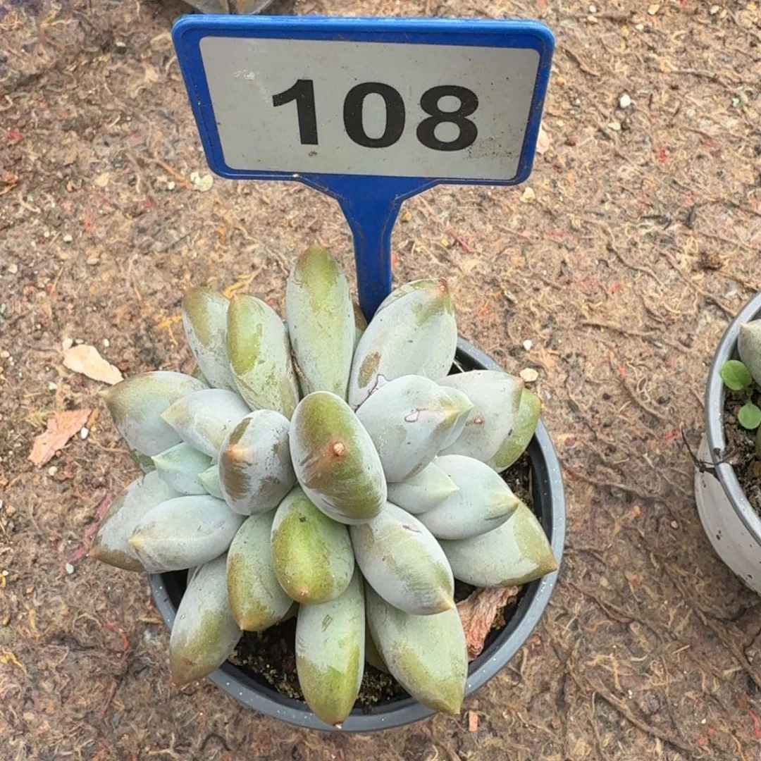 多肉植物双头哥特108