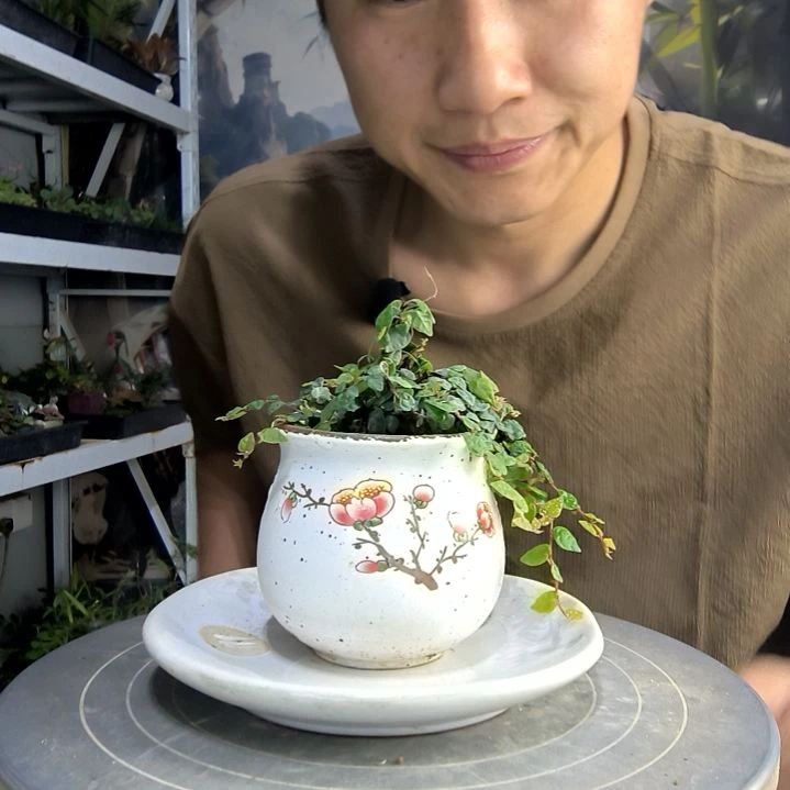 谢****睡中青园艺一物一拍104