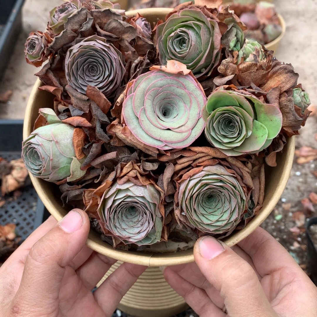 7颗山地玫瑰多品种组合量拍