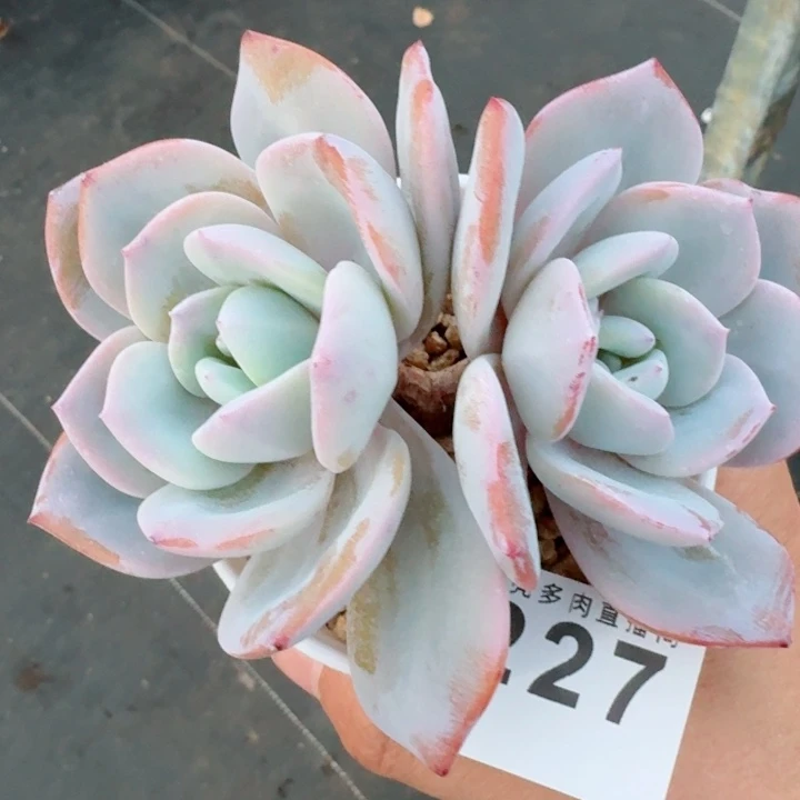 韩版奶茶         精控精养多肉植物