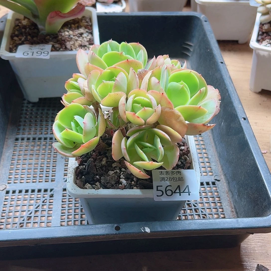 1*翁多肉一物一拍5644