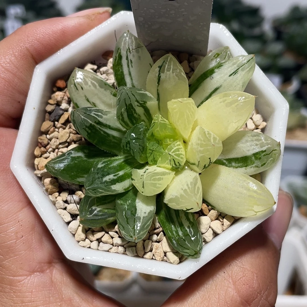 直播间红楼玉露锦