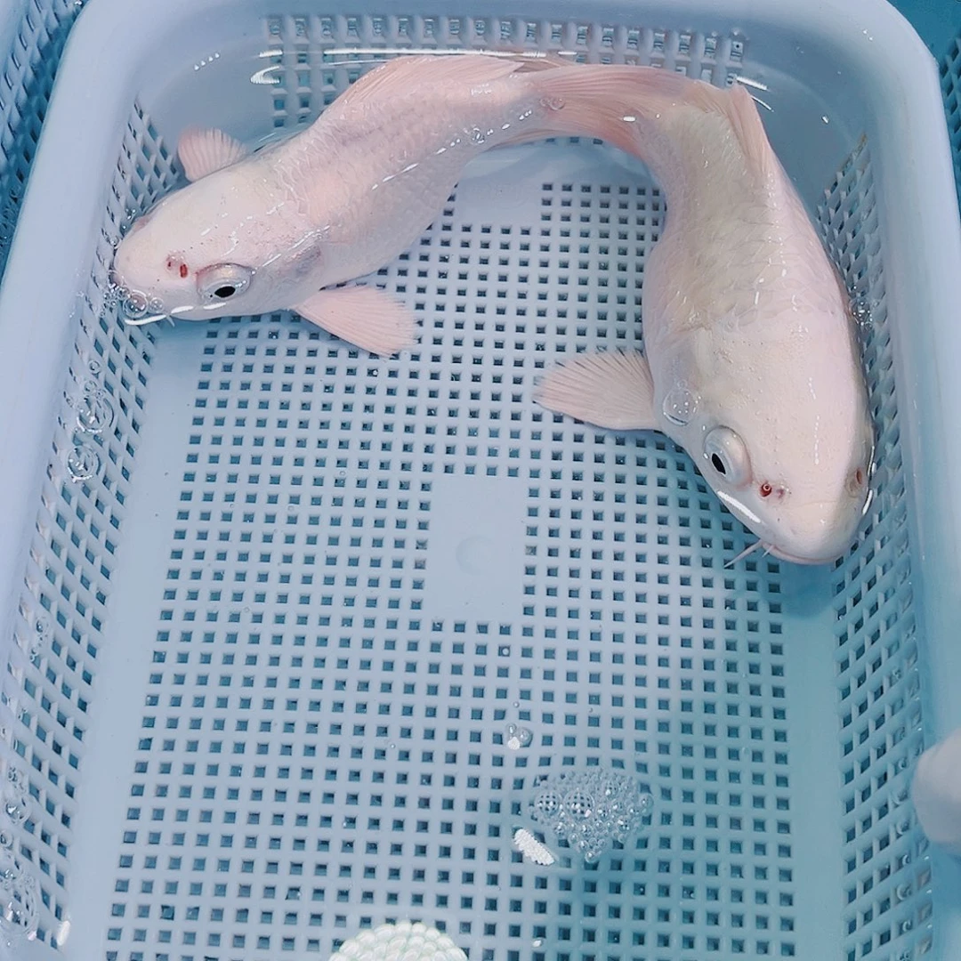 锦鲤锦鲤冷水鱼观赏