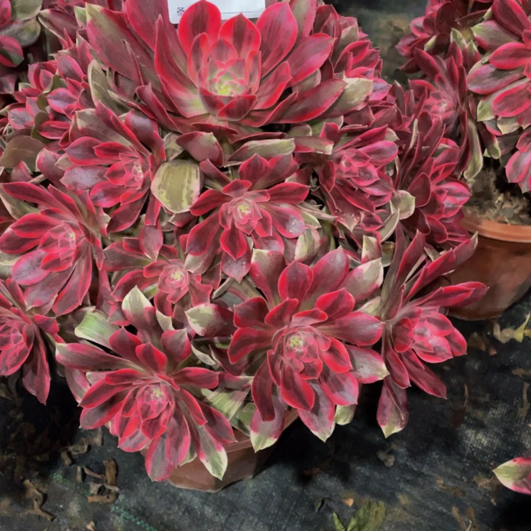 多***迷335浣纱1111多肉1