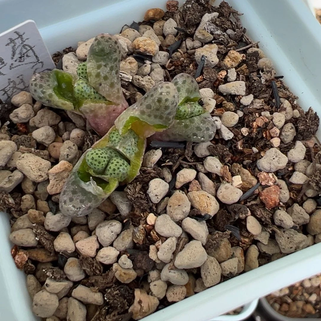 草莓斑马 多肉植物