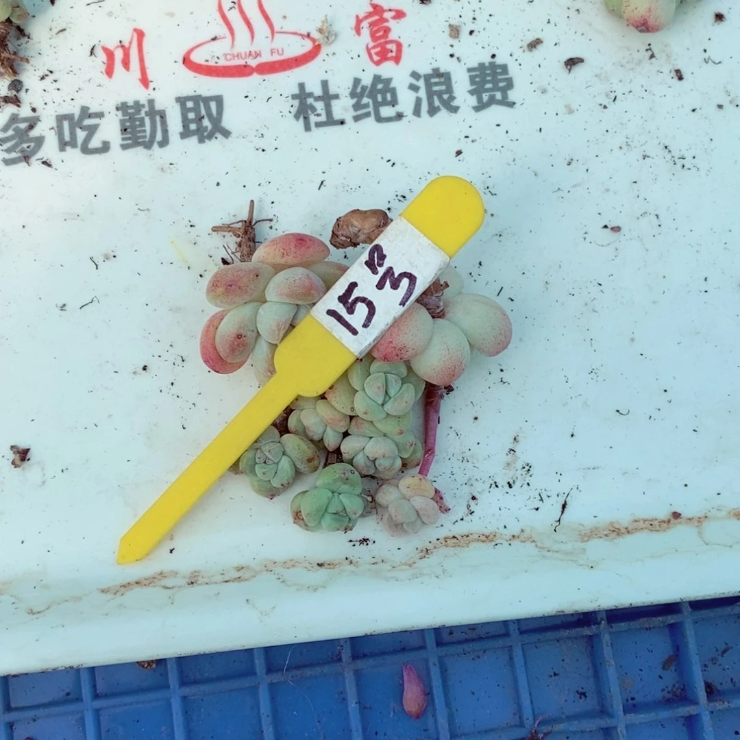 开****寻15号的肉肉肉肉肉肉肉