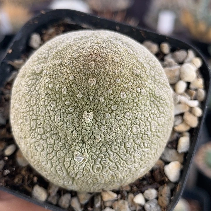 凝蹄玉实生仙人球