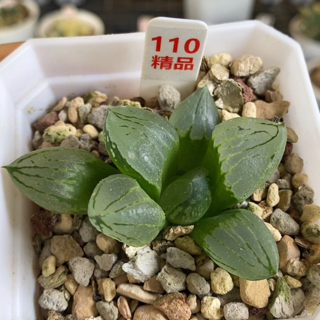 110号虞美人多肉植物