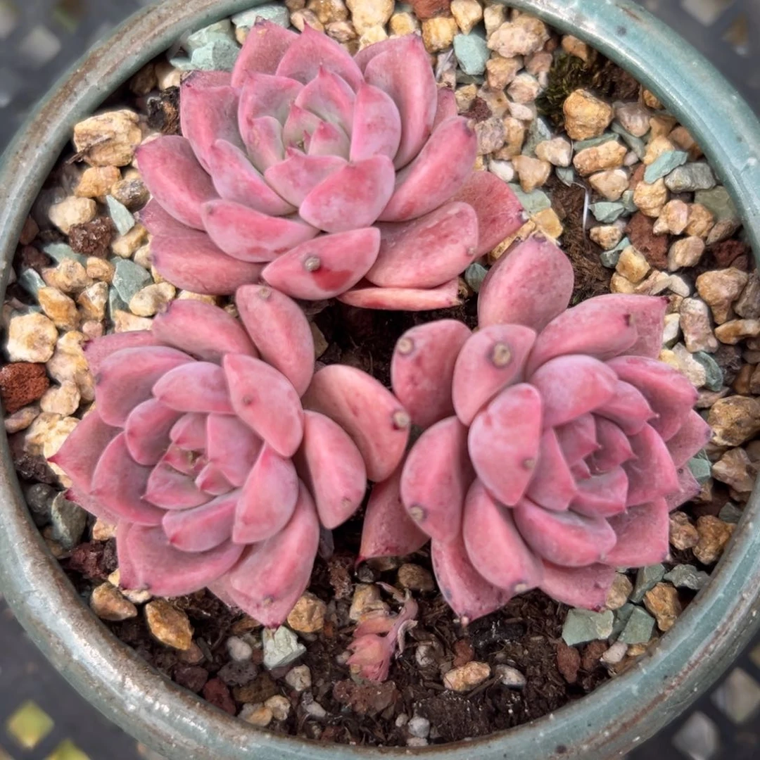 霜花精控多肉一物一拍