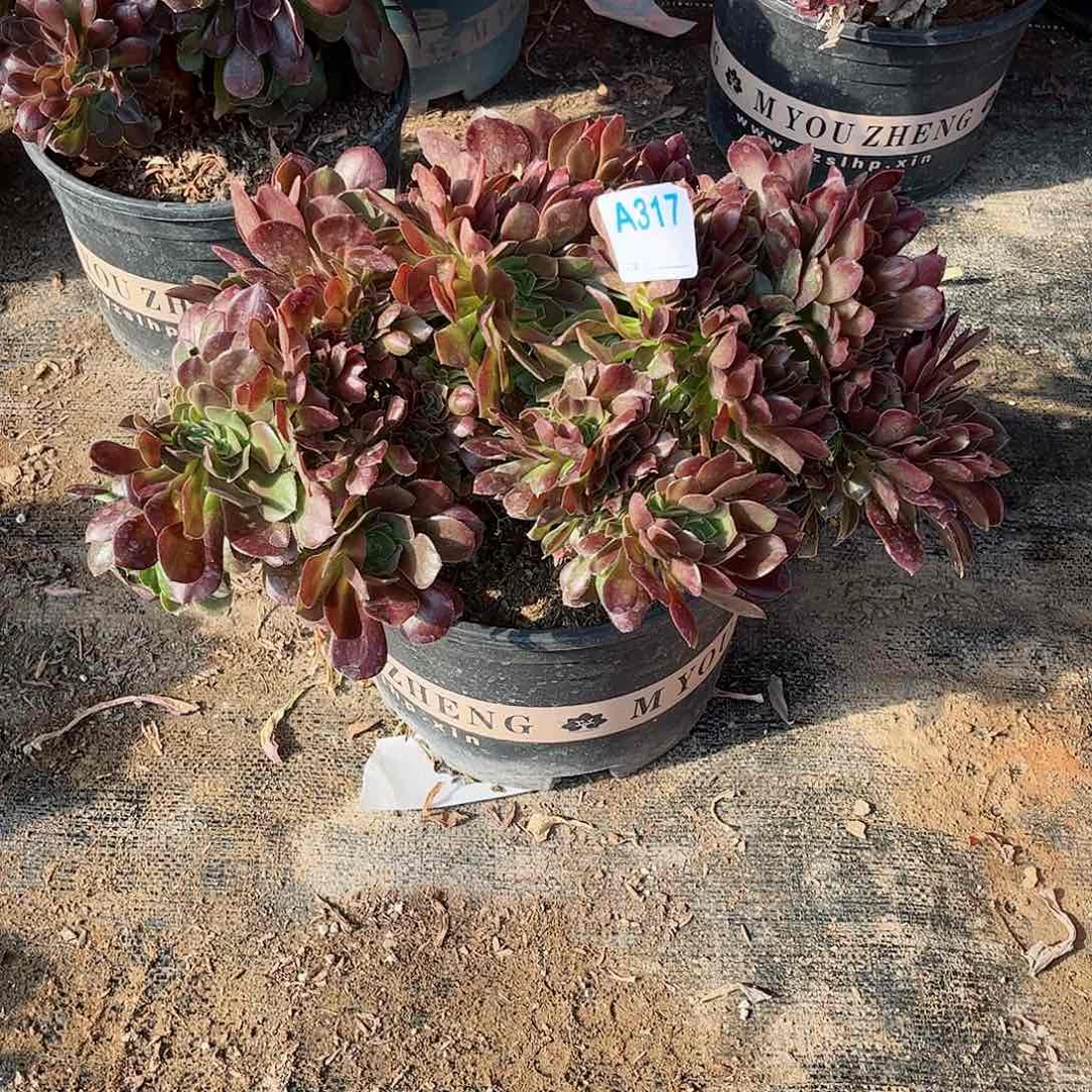 多肉植物317多肉