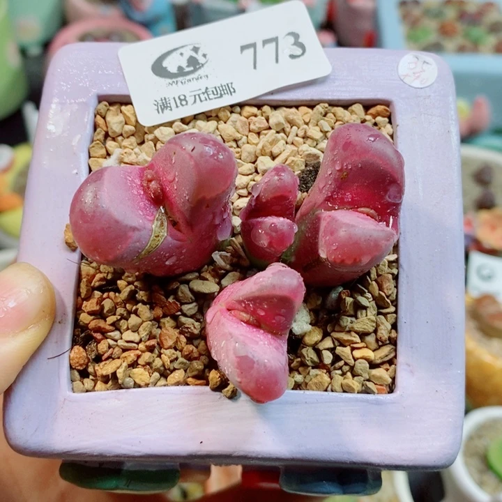 生石花花花花花花花773