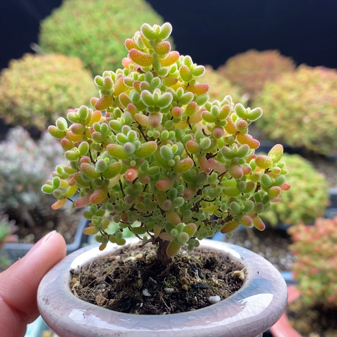 B***n695蜜橘糖球 。