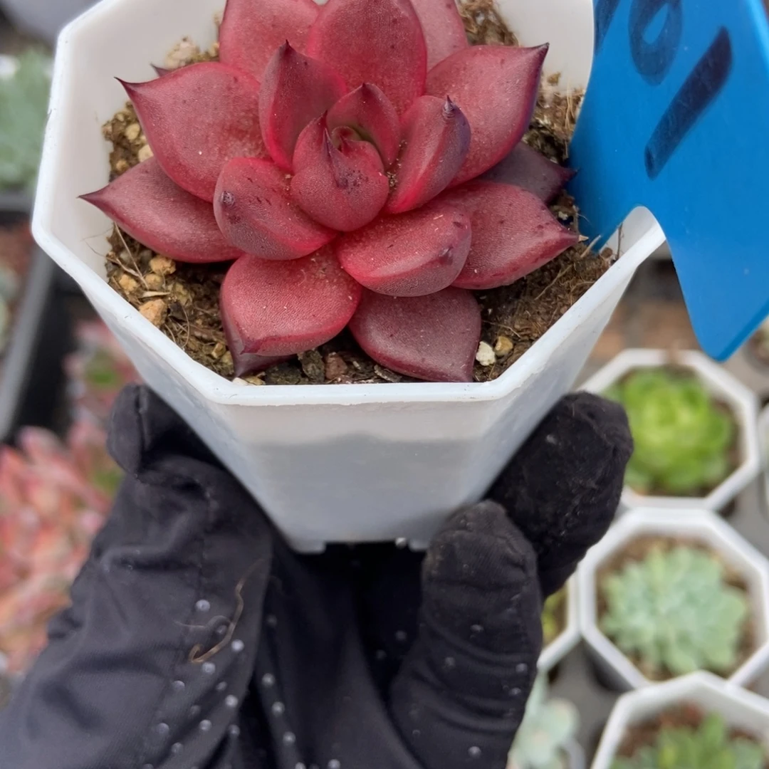 961血罗多肉植物保护