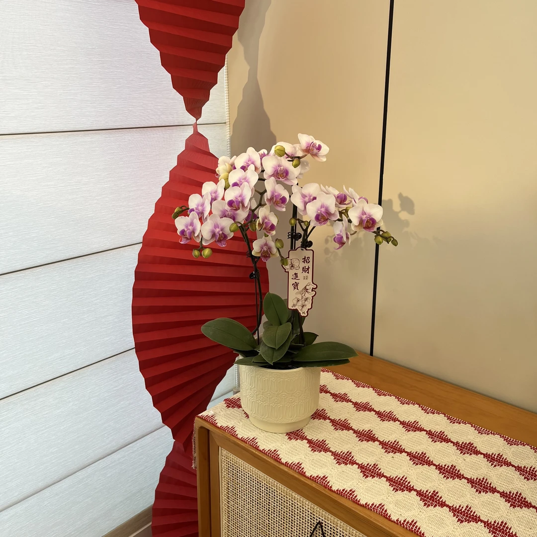 【雅韵】经典色系淡粉色植株蝴蝶兰室内礼品花