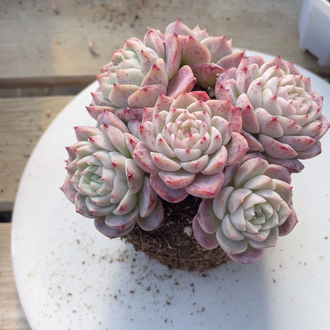 2211  鹅  六月六