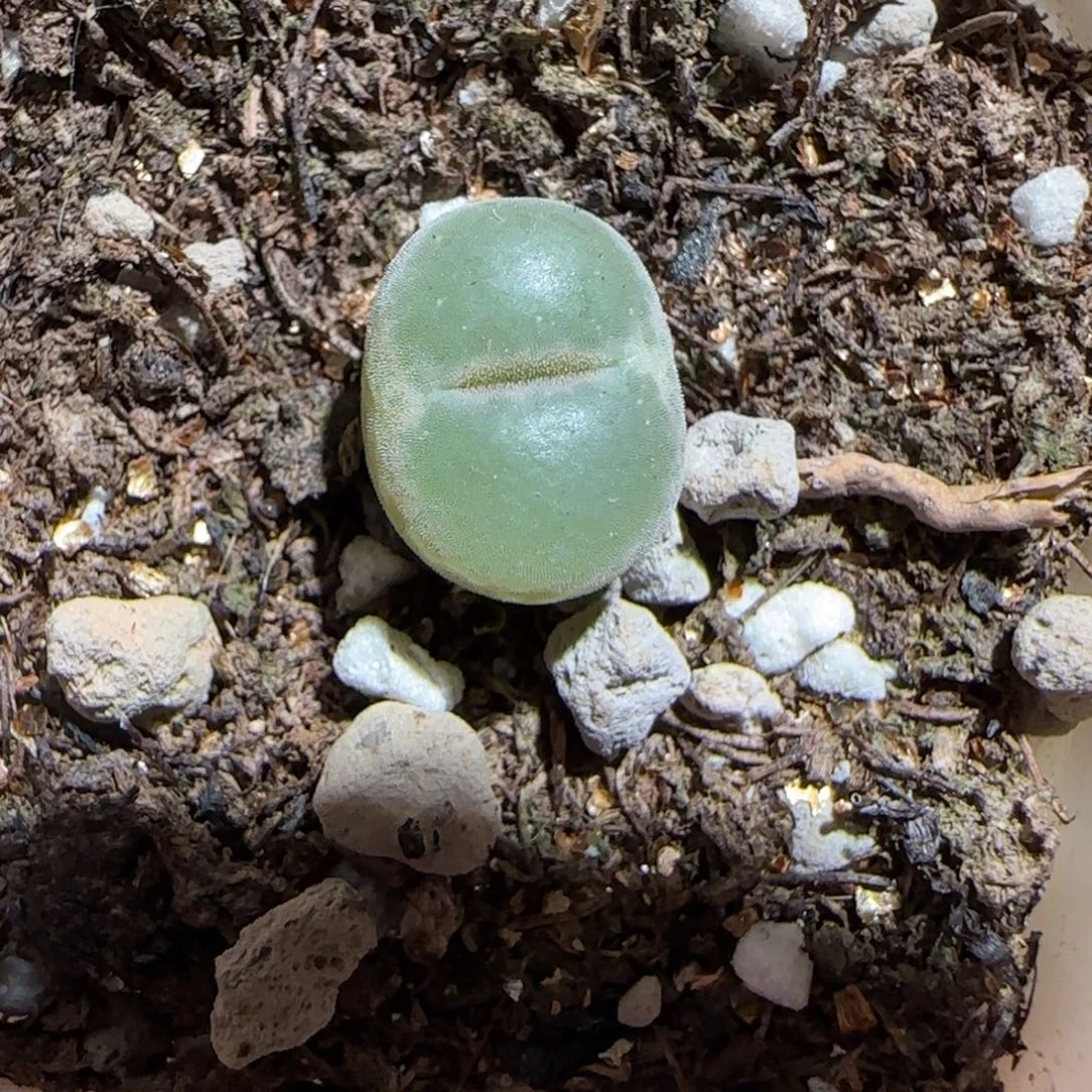 肉锥多肉植物组合-安格1428