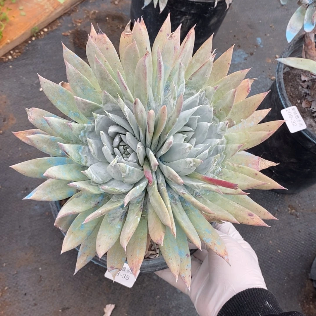 35号雪山群粗腿子多肉