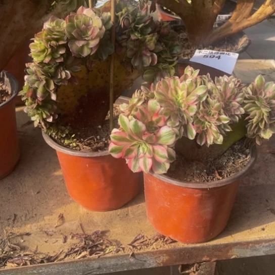 556，抹茶瑕疵，倾城不包邮