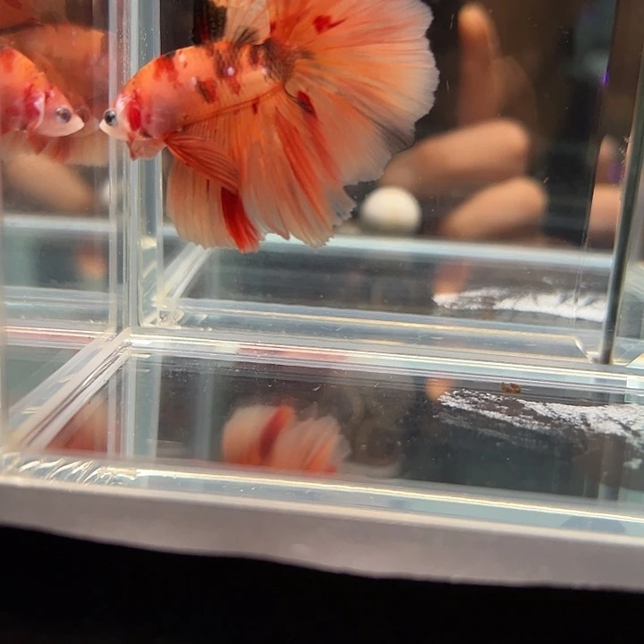 斗鱼一单包邮19日99