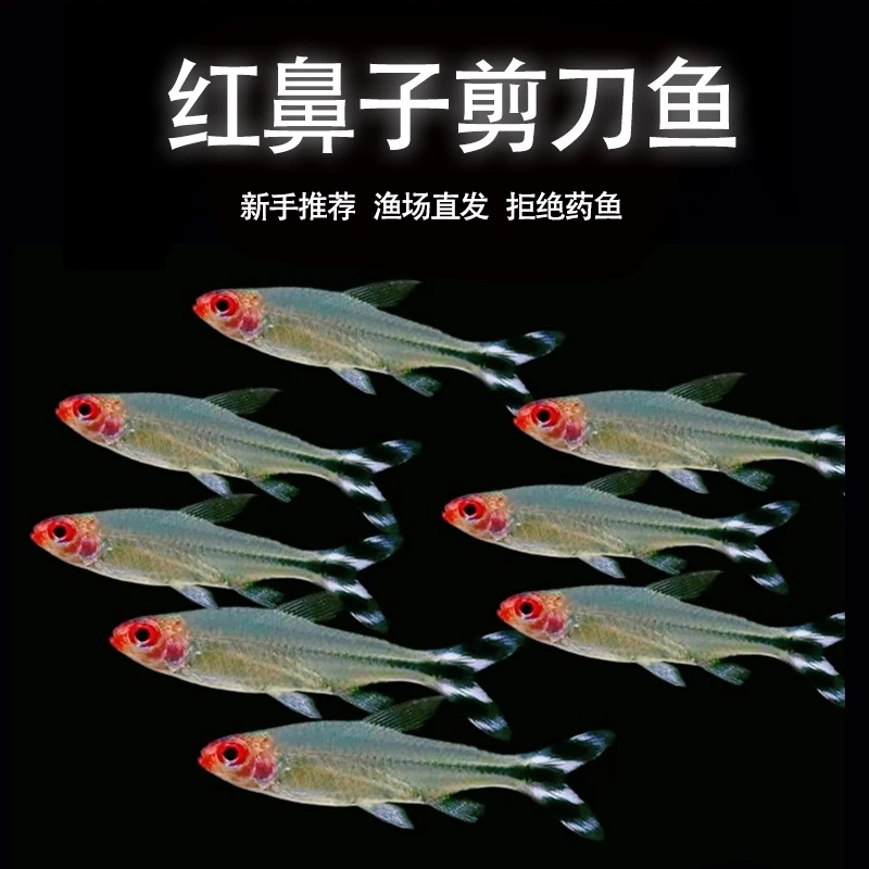 红鼻子剪刀鱼群游鱼草缸鱼小型热带淡水鱼活体好养耐活【渔场直发】