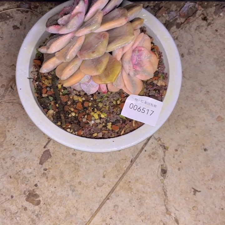 ▍***﹏多肉一物一拍6517