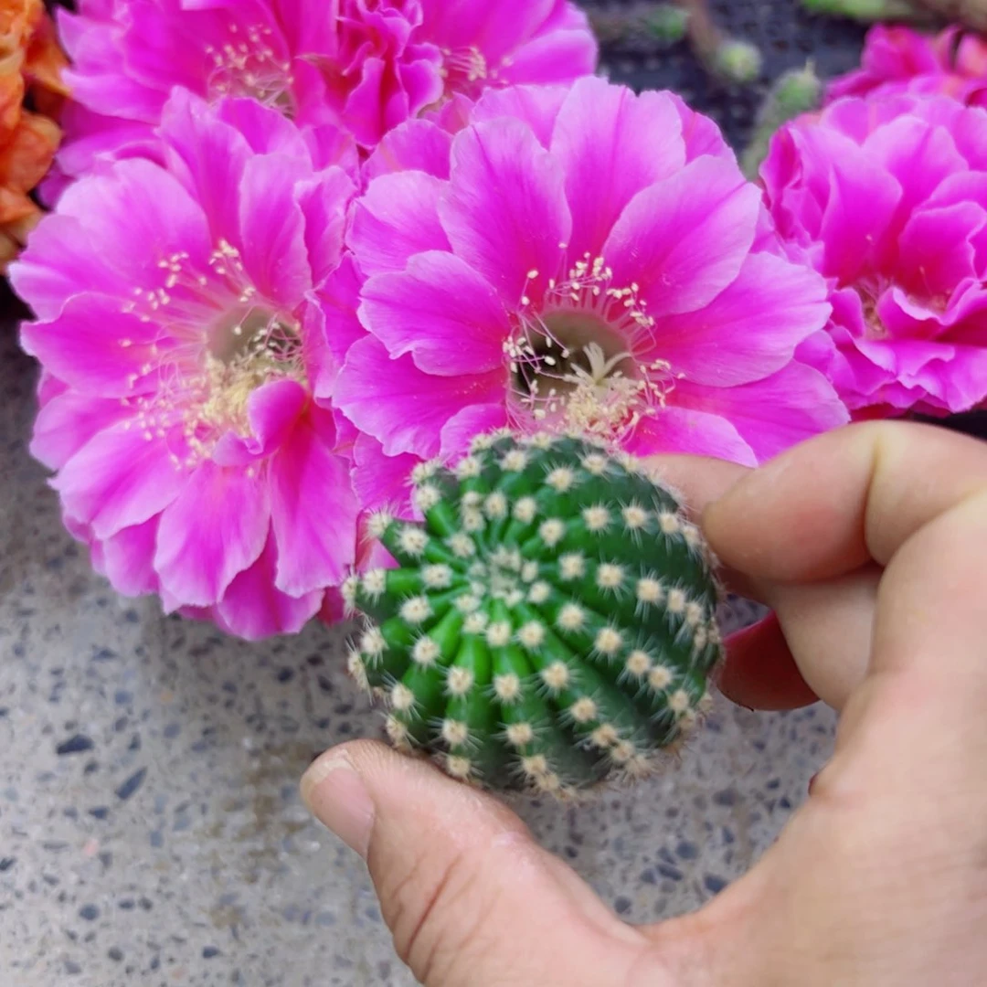 下56彩草X688 歪无根侧芽3一4公分左右20包邮